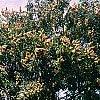 Maackia hupehensis, habit