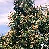 Maackia hupehensis, habit