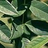 Maackia hupehensis, leaves