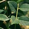 Maackia hupehensis, leaves