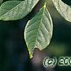 Maackia hupehensis, leaves