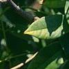 Maackia hupehensis, leaves