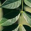 Maackia hupehensis, leaves