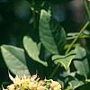 Maackia hupehensis, leaves