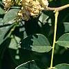 Maackia hupehensis, leaves