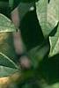 Maackia hupehensis, leaves
