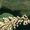 Maackia hupehensis, flowers