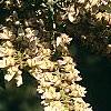 Maackia hupehensis, flowers