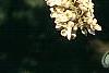 Maackia hupehensis, flowers
