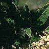 Maackia hupehensis, flowers