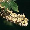 Maackia hupehensis, flowers