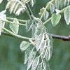 Maackia floribunda, leaves