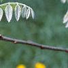 Maackia floribunda, leaves