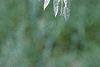 Maackia floribunda, leaves