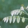 Maackia floribunda, leaves