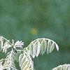 Maackia floribunda, leaves