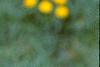 Maackia floribunda, leaves