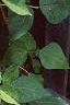Phaseolus coccineus 'Scaret Emperor', habit