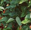 Phaseolus coccineus 'Scaret Emperor', habit