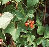 Phaseolus coccineus 'Scaret Emperor', habit