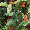 Phaseolus coccineus 'Scaret Emperor', habit