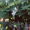 Phaseolus coccineus 'Scaret Emperor', habit