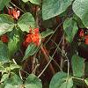 Phaseolus coccineus 'Scaret Emperor', habit