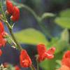 Phaseolus coccineus 'Scaret Emperor', flowers