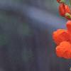Phaseolus coccineus 'Scaret Emperor', flowers