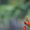 Phaseolus coccineus 'Scaret Emperor', flowers