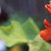 Phaseolus coccineus 'Scaret Emperor', flowers