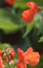 Phaseolus coccineus 'Scaret Emperor', flowers