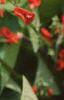 Phaseolus coccineus 'Scaret Emperor', flowers