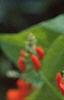 Phaseolus coccineus 'Scaret Emperor', flowers