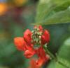 Phaseolus coccineus 'Scaret Emperor', flowers