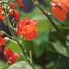 Phaseolus coccineus 'Scaret Emperor', flowers
