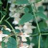 Robinia pseudoacacia, flowers