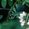 Robinia pseudoacacia, flowers