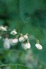 Robinia pseudoacacia, flowers