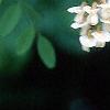 Robinia pseudoacacia, flowers