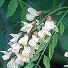 Robinia pseudoacacia, flowers