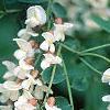 Robinia pseudoacacia, flowers