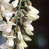 Robinia pseudoacacia, flowers