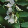 Robinia pseudoacacia, flowers