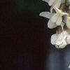 Robinia pseudoacacia, flowers