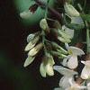 Robinia pseudoacacia, flowers