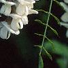 Robinia pseudoacacia, flowers