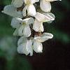 Robinia pseudoacacia, flowers