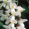 Robinia pseudoacacia, flowers