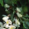 Robinia pseudoacacia, flowers